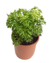 Green Aralia Indoor Plant with Pot