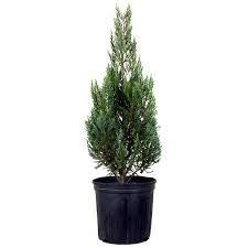 Green Juniper Ornamental Plant, Junipers Plant with Pot