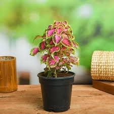 Green Pink Coleus Ornamental Plant  with Pot