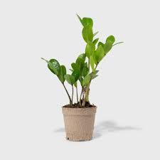 Green ZZ Zamioculcas Zamifolia Plant