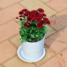 Guldaudi (Guldavari), Chrysanthemum Maroon Flower Plant – With Pot