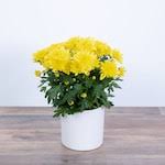 Guldaudi/Guldavari, Chrysanthemum Yellow Flower Plant
