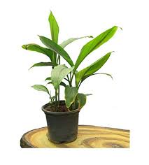 Haldi/Turmeric Herbal Plant With Pot
