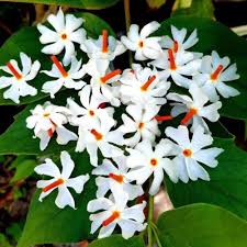 Harsingar/Parijat/Raat ki Rani /Night Jasmine Plant- with Pot