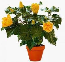 Hybrid Hibiscus (Yellow) Grafted Plant with Pot