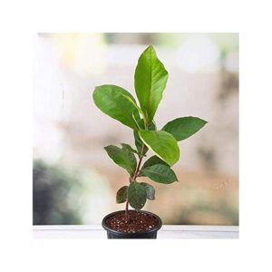 Indian Almond Tree Badam Tree, Terminalia catappa Plant  With Pot