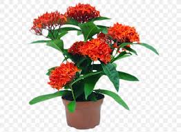 Ixora Drak Red Flower Plant  with Pot