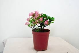 Ixora Mini Pink Flowering Plant with Pot