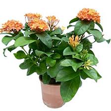 Ixora Orange Flower Plant – with Pot