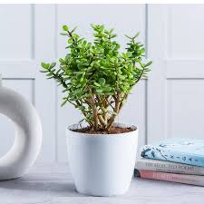 Jade (Good Luck) Plant – With Ceramic Pot