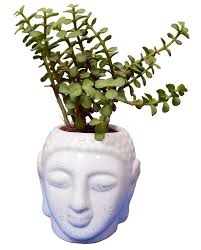 Jade Plant(Good Luck) – With Buddha Ceramic Planter