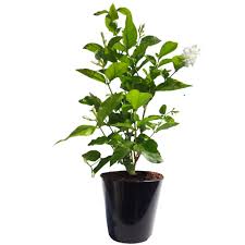 Jasmine Plant Motiya,Mogra Plant with Decorative Pot