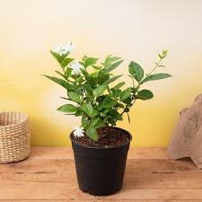 Jasminum Polyanthum” PINK JASMINE” Mogra fragrant Flower Plant – with Pot