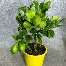 Kagzi lemon, Kagzi Nimboo Plant with Pot