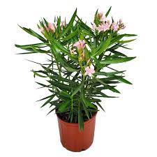 Kaner(Peach), Nerium Oleander Dwarf Flower Plant – WithPot