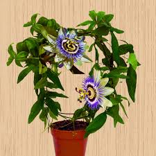 Krishna Kamal, Passiflora incarnata Purple Live Plant – with Pot