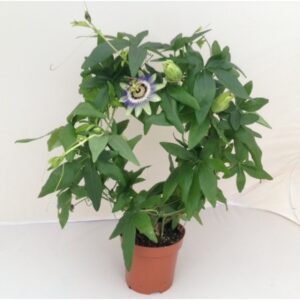 Krishna Kamal, Passiflora incarnata White Live Plant – with Pot