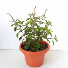 Krishna Tulsi Plant, Holy Basil, Ocimum tenuiflorum (Black) Plant – With Pot