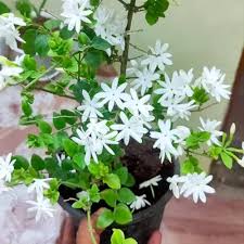 Kunda, Downy Jasmine Chameli (चमेली) Plant – with Pot