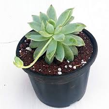 Lakshmi Kamal(Graptopetalum macdougallii) – Succulent Plant with Pot