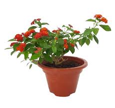 Lantana Camara Red Plant – with Pot