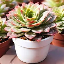 Laxmi Kamal – Succulent Plant with Ceramic Pot