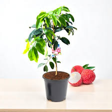Litchi Tree (Grafted), Lychee Fruit Plant – With Pot