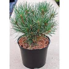 London Pine, Japanese Umbrella Pine Plant – with Pot