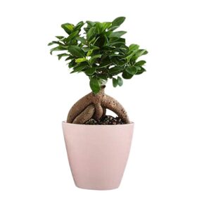 Lucky Leafy Ficus Bonsai Ginseng Live Plant with Pot
