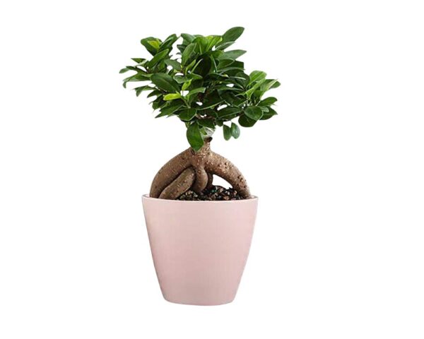 Lucky Leafy Ficus Bonsai Ginseng Live Plant with Pot