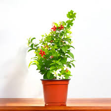 Madhumalti Dwarf, Rangoon Creeper Natural Plant – with Pot