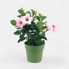 Mandevilla (Pink) Creeper Plant – With Pot