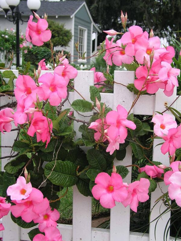 Mandevilla (Pink) Creeper Plant – With Pot - Image 2