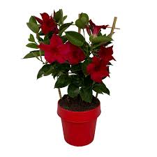 Mandevilla (Red) Creeper Plant – With Pot