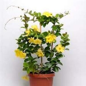 Buy Mandevilla Yellow Flowering Climber Plant with Pot Online in Lucknow – Fast-Growing Outdoor Creeper