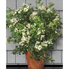 Manokamini/Murraya Paniculata/Kunti/Kamini/ Orange Jasmine Plant – with Pot