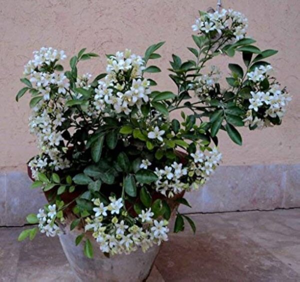 Manokamini/Murraya Paniculata/Kunti/Kamini/ Orange Jasmine Plant – with Pot - Image 2