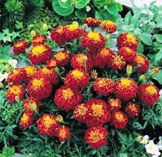 Buy Marigold (Genda) Maroon Flowering Plant with Pot Online in Lucknow – Seasonal Outdoor Plant