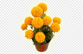 Buy Marigold (Genda) Orange Flowering Plant with Pot Online in Lucknow – Seasonal Outdoor Plant