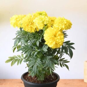 Marigold (Genda) Yellow Flowering Plant – With Pot | Buy Online in Lucknow