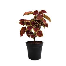 Maroon Coleus Ornamental Plant – with Pot