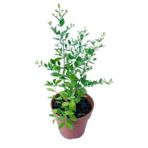 Mehndi (Henna) Live Plant – With Pot | Buy Mehandi Plant Online in Lucknow