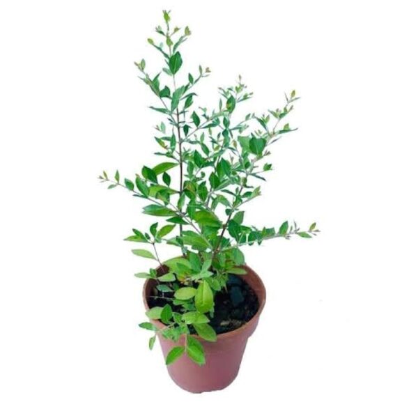 Mehndi (Henna) Live Plant – With Pot | Buy Mehandi Plant Online in Lucknow