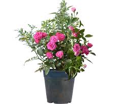 Buy Miniature Pink Rose (Button Rose) Plant – With Pot | Live Flowering Plant in Lucknow