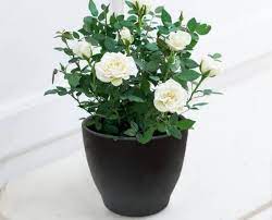 Miniature White Rose (Button Rose) Plant – With Pot | Buy Live Flowering Plant in Lucknow