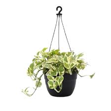 Money Plant Marble Prince / Scindapsus N'Joy – Hanging Basket with Pot