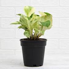 Money Plant Marble Queen with pot