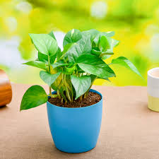 Money Plant, Scindapsus (Green) – With Plastic Pot