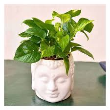 Money Plant with Buddha Ceramic Pot
