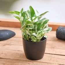 Money Plant Marble Prince / Scindapsus N'Joy – With Pot